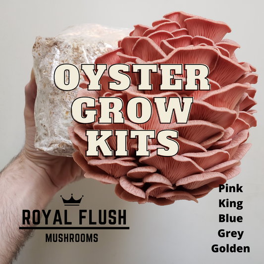 Oyster Mushroom Grow Kit (6+ Varieties)