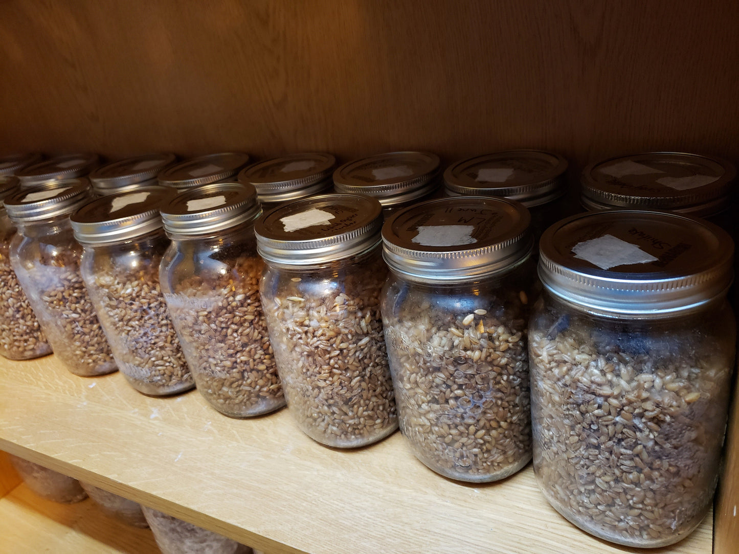 1 Quart of Grain Spawn (1lb.)