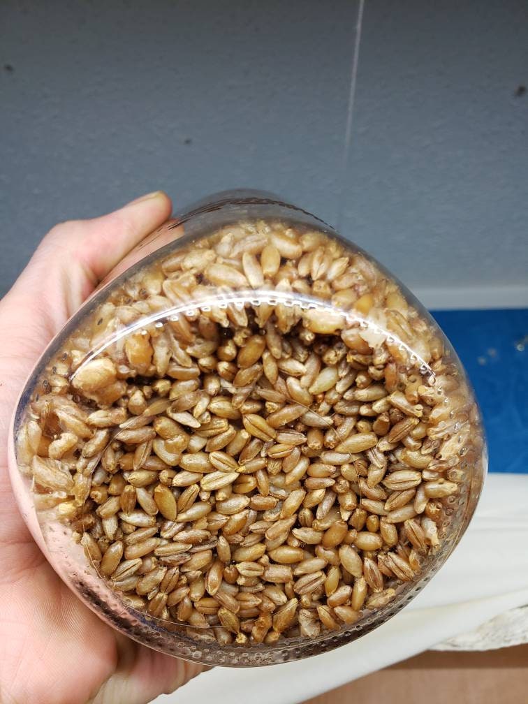 Grain Spawn Jar- With Injection Port