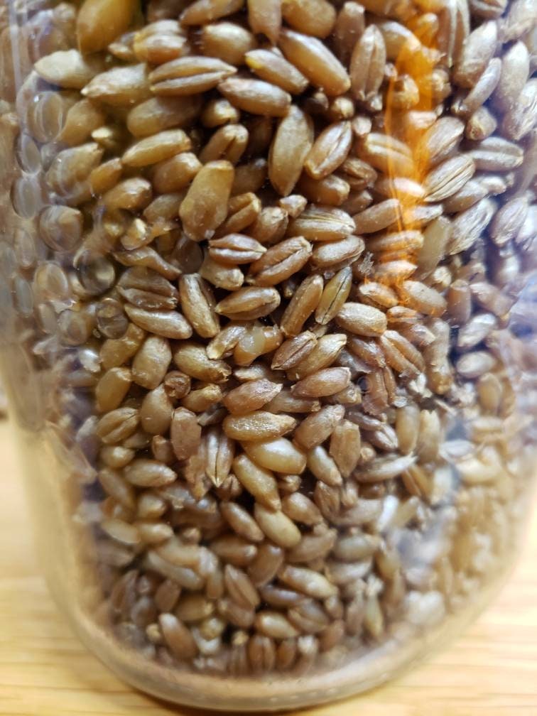 Grain Spawn Jar- With Injection Port