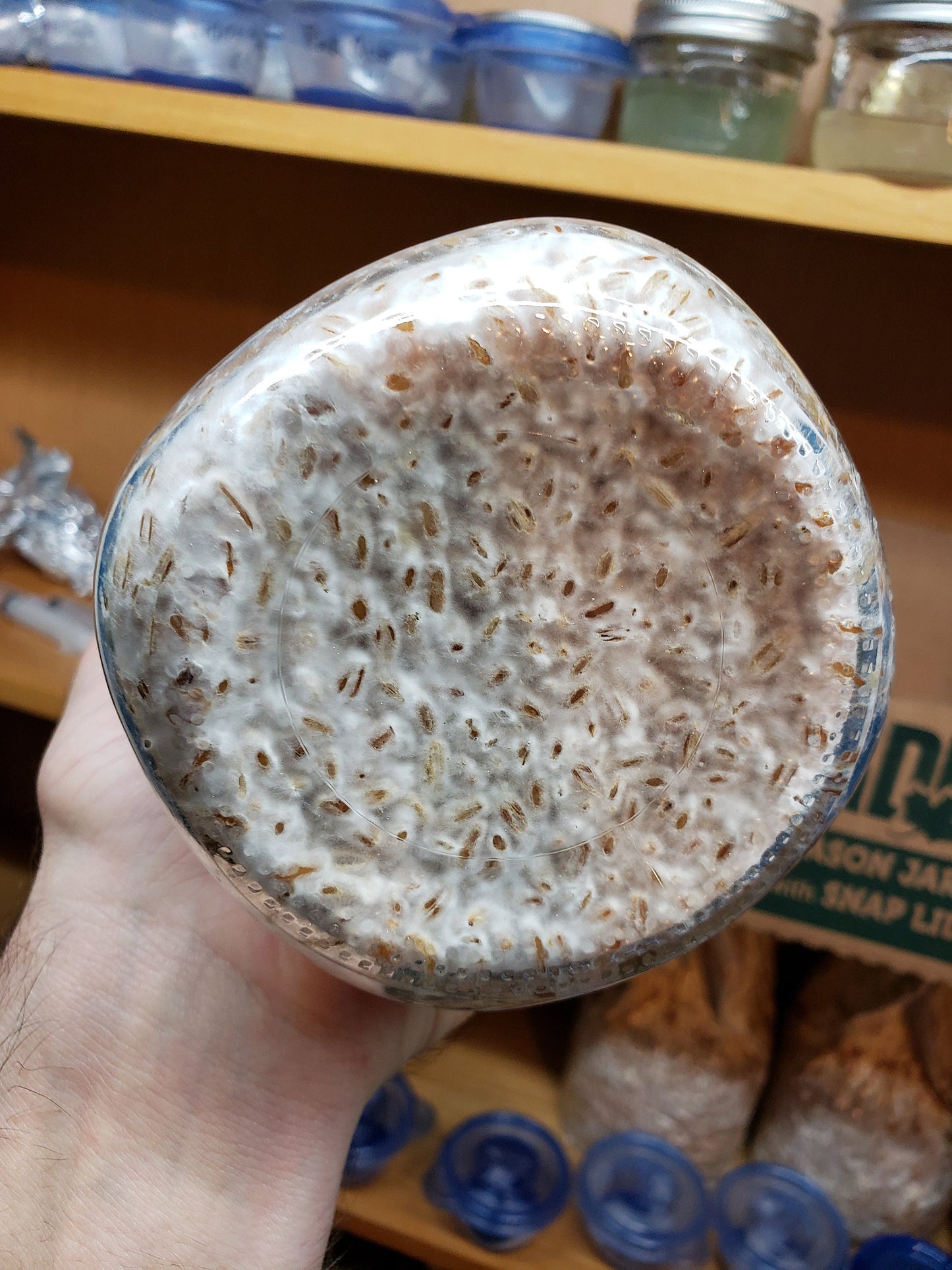 1 Quart of Grain Spawn (1lb.)