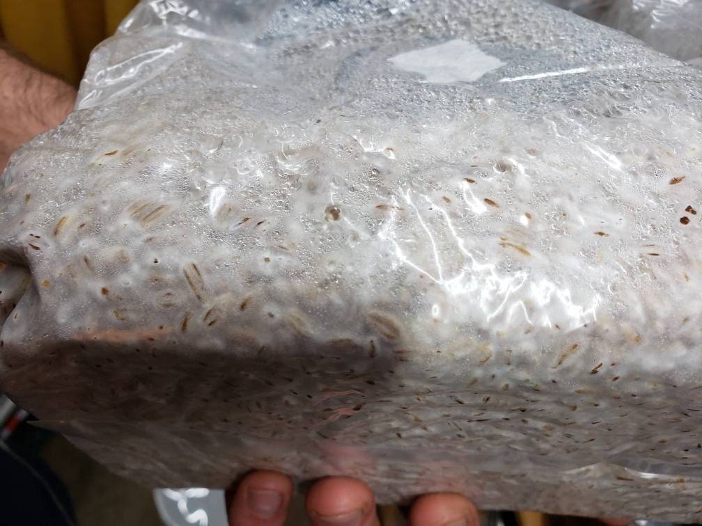Colonized Master Rye Grain Spawn 4lb