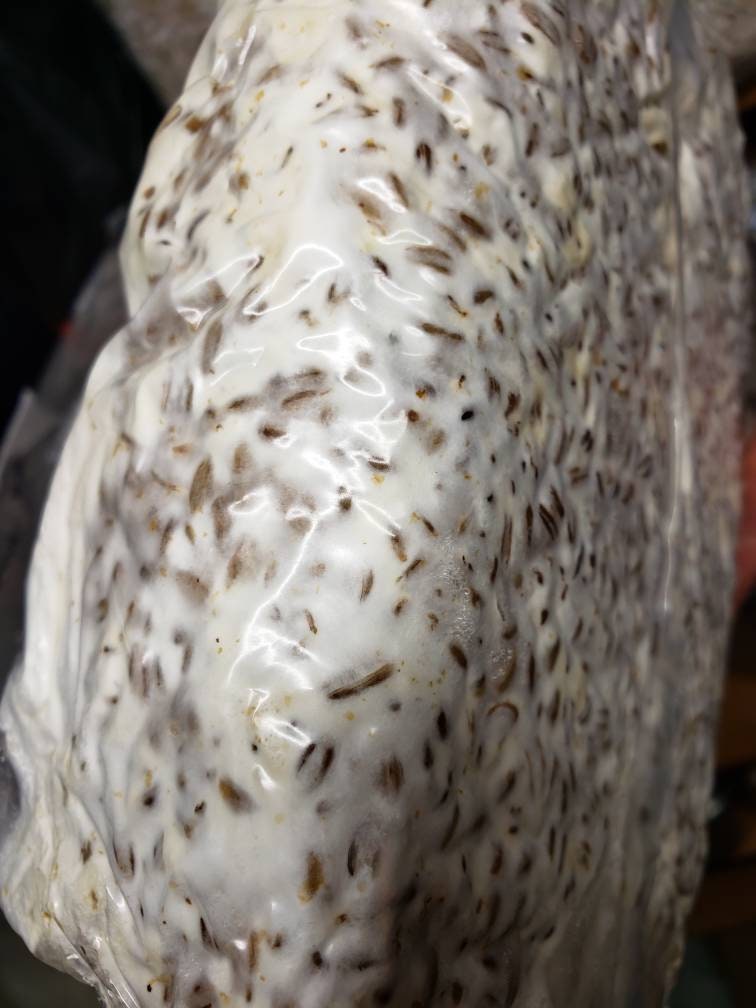 4pack of 4lb. Grain Spawn Bags (pick 4)