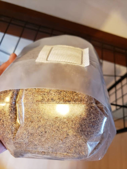 Master's Mix Substrate -Sterile, Hydrated, Ready-to-use (In 14A Mushroom Grow Bag)