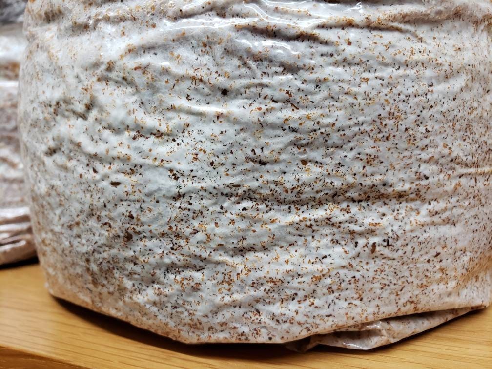 Sawdust Spawn Bag 4lbs - 6 Varieties
