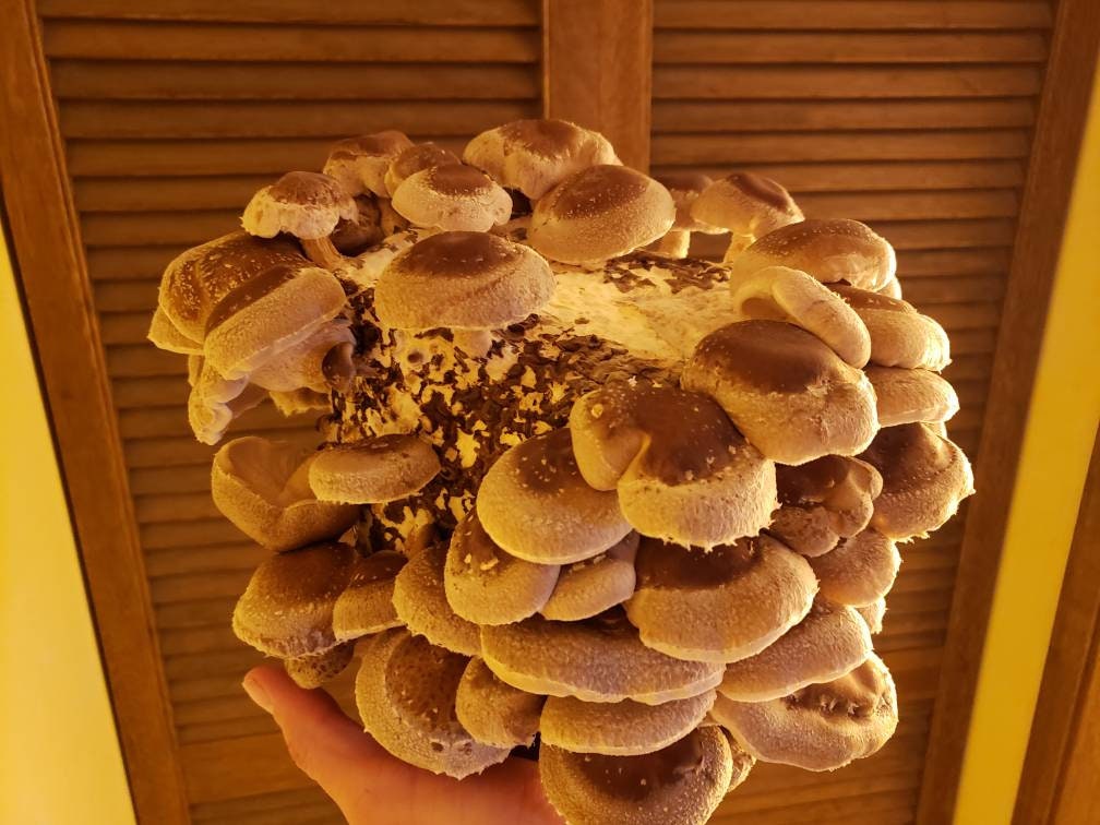 Shiitake Mushroom Home Grow Kit