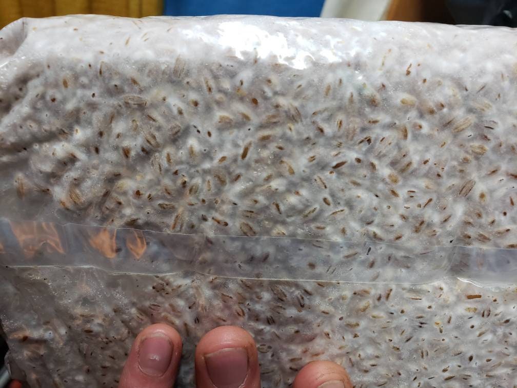 Colonized Master Rye Grain Spawn 4lb