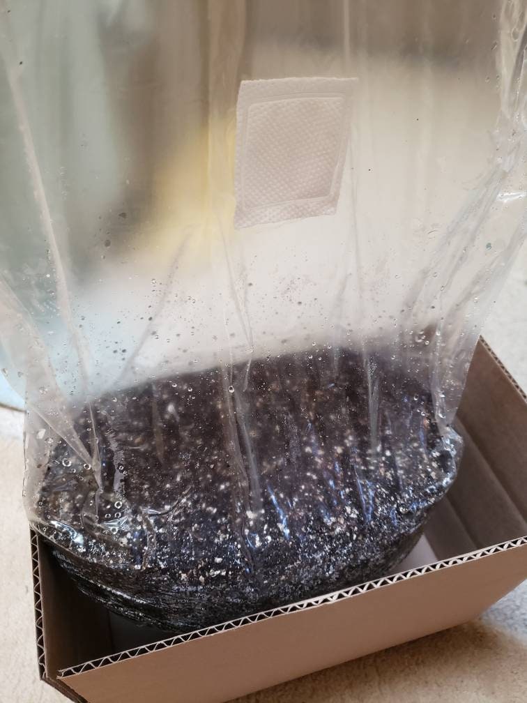 Monotub Kit - Sterile Spawn and Substrate Kit - Just Add Spores