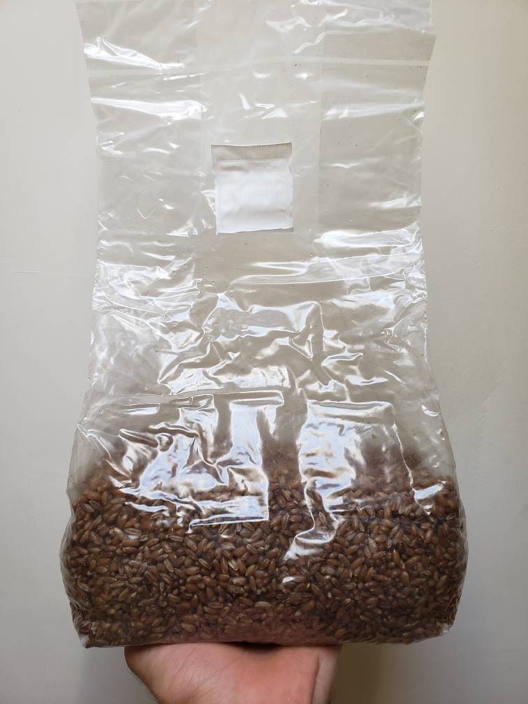 24 Sterile Grain Bags (96lbs total) - Grow Big or Go Home!