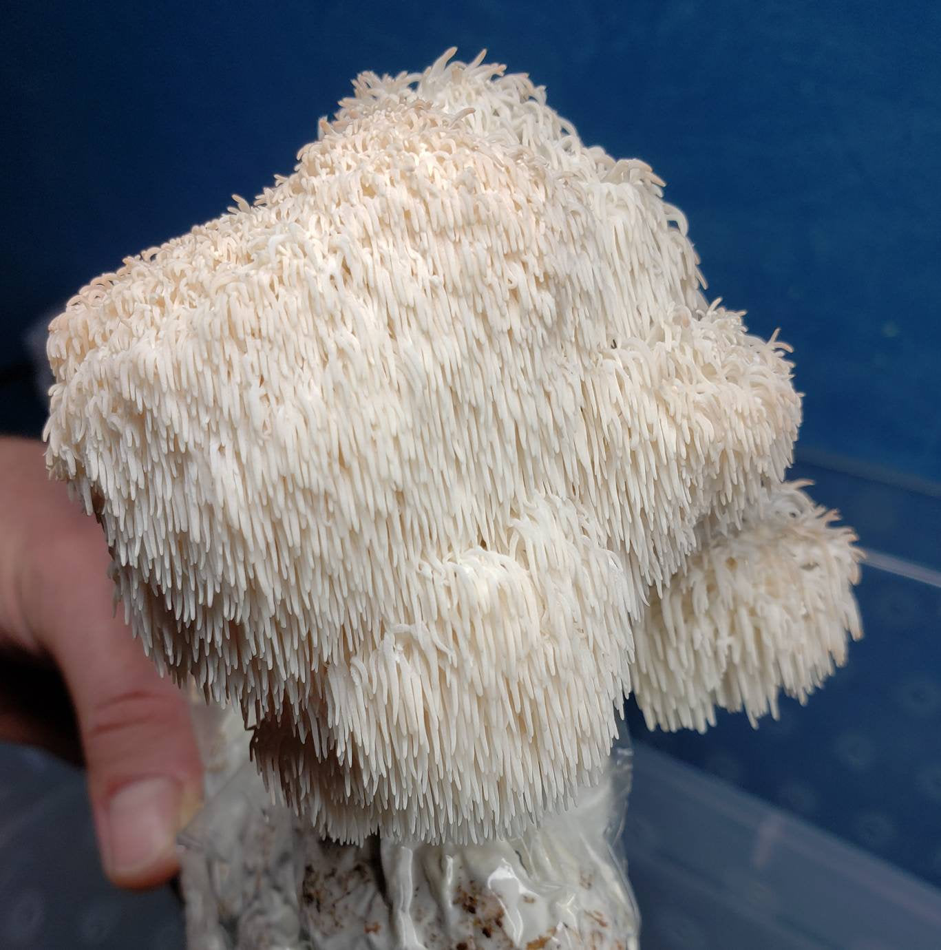 Lion's Mane Mushroom Grow Kit