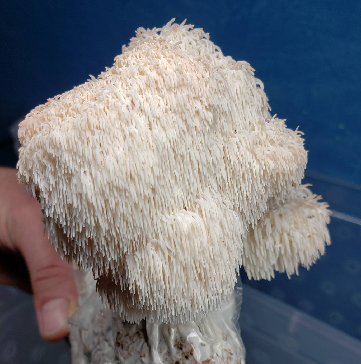Mushroom Grow Kit - Lion's Mane