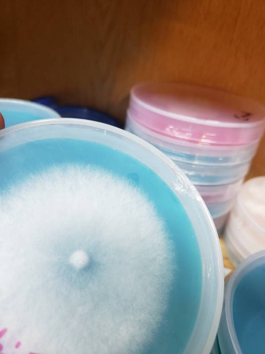 Mushroom Culture on Agar - Commercial Production Strains
