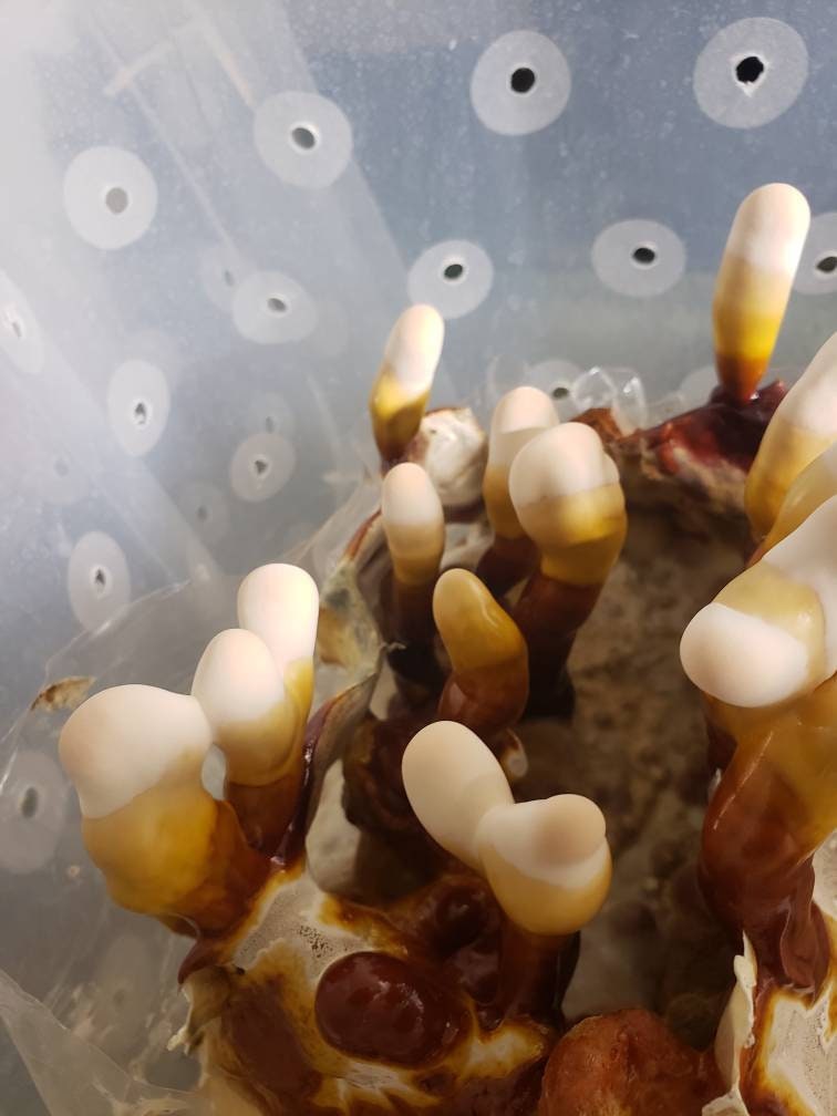Reishi Grow Kit (Ganoderma lucidum)