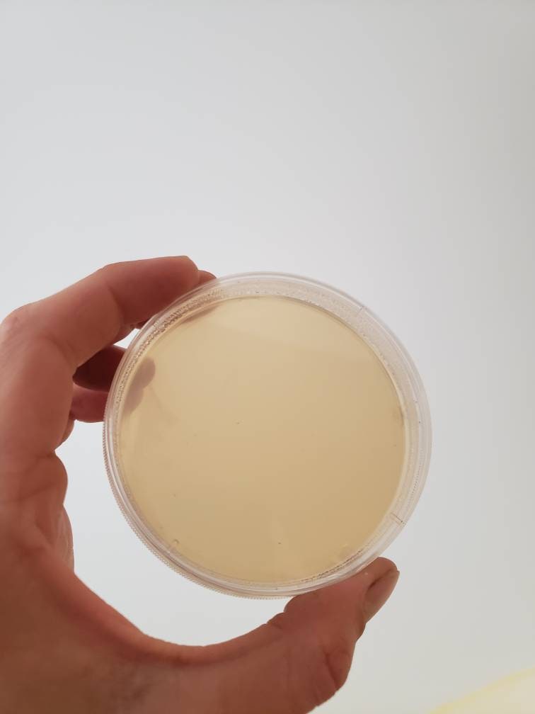 Pre-Poured Agar Petris With Parafilm