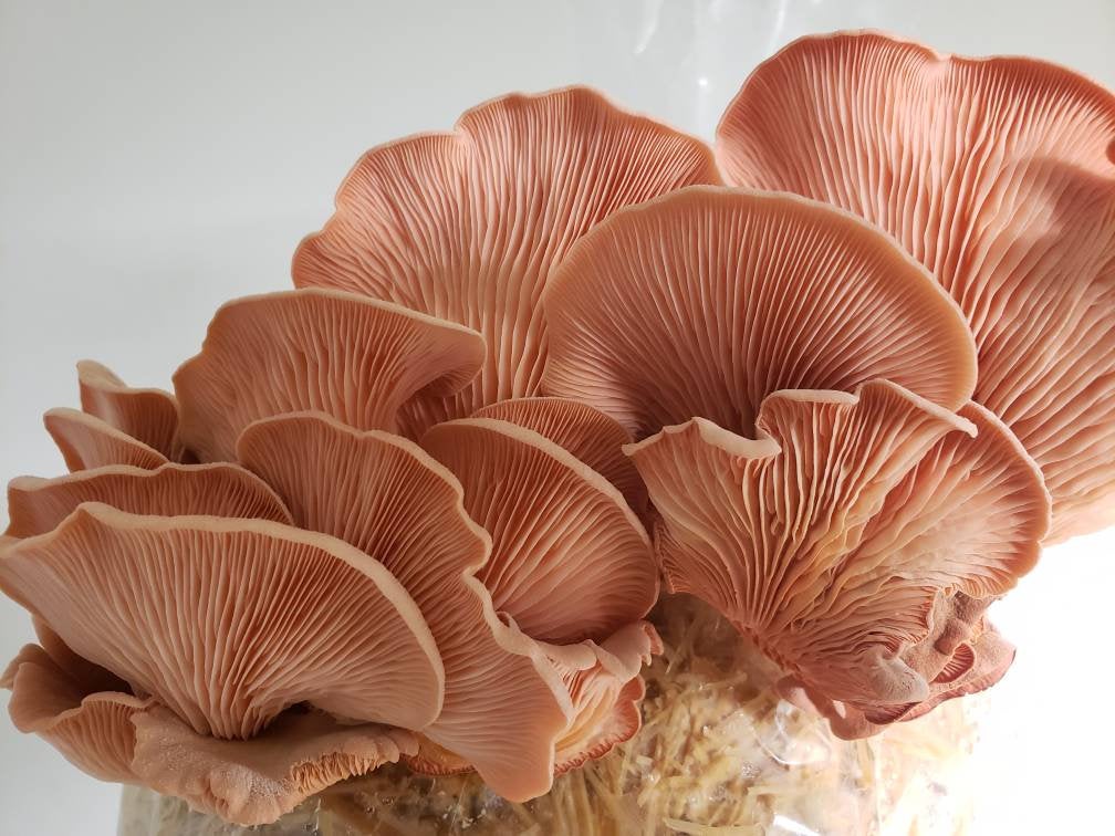 Oyster Mushroom Grow Kit (6+ Varieties)