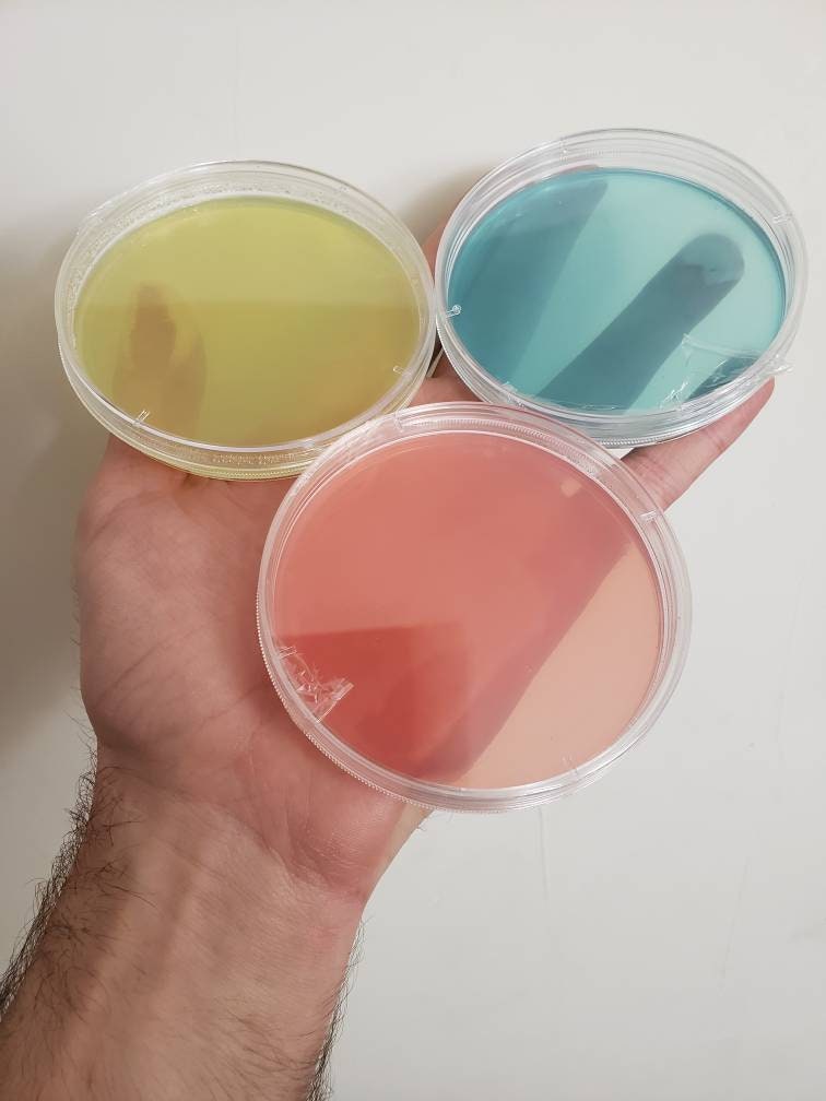 Pre-Poured Agar Petris With Parafilm