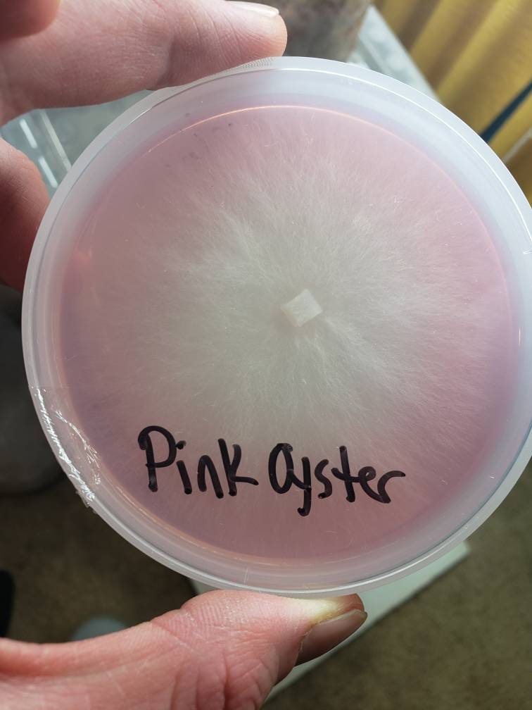Parafilm for Mycology 10ft.