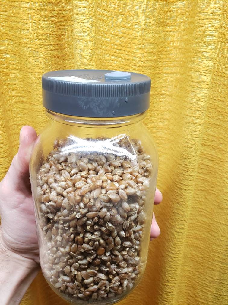 Grain Spawn Jar- With Injection Port