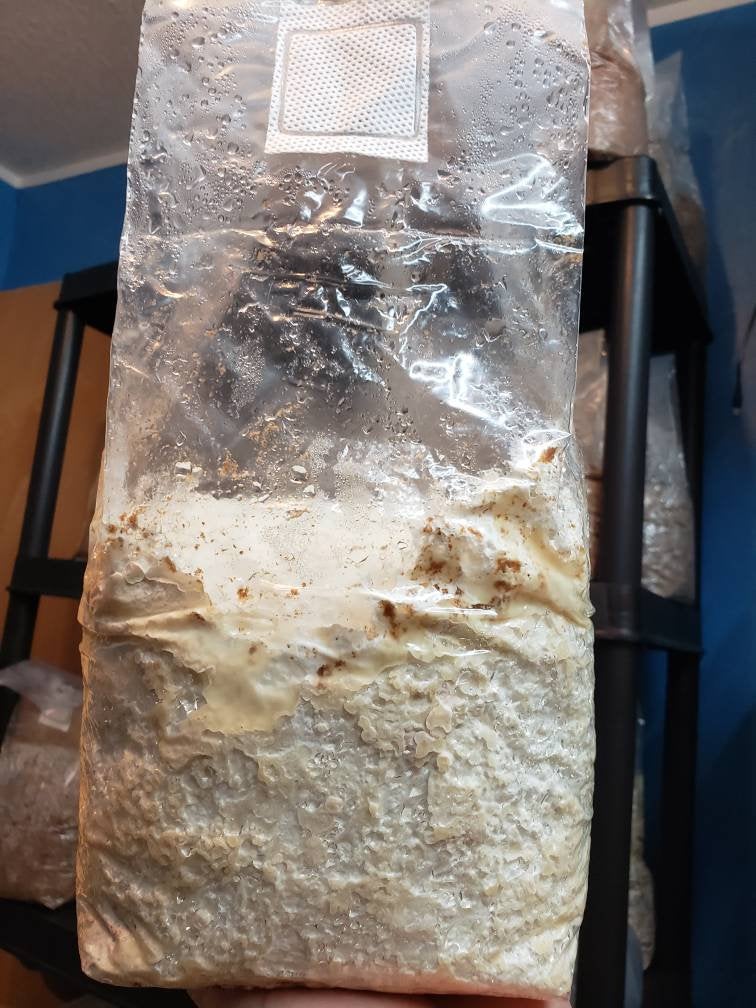 Turkey Tail Mushroom Grow Kit