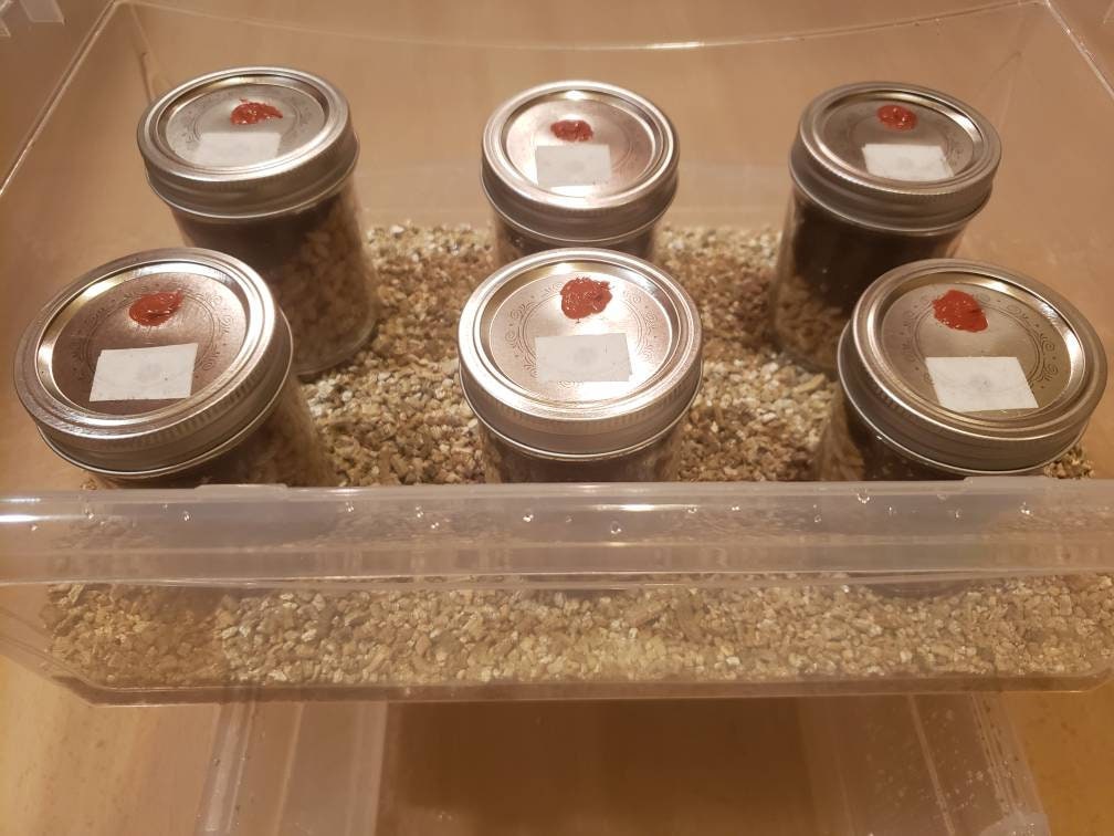 Complete Fruiting Chamber with 6 PF TEK Jars, Sprayer and Vermiculite