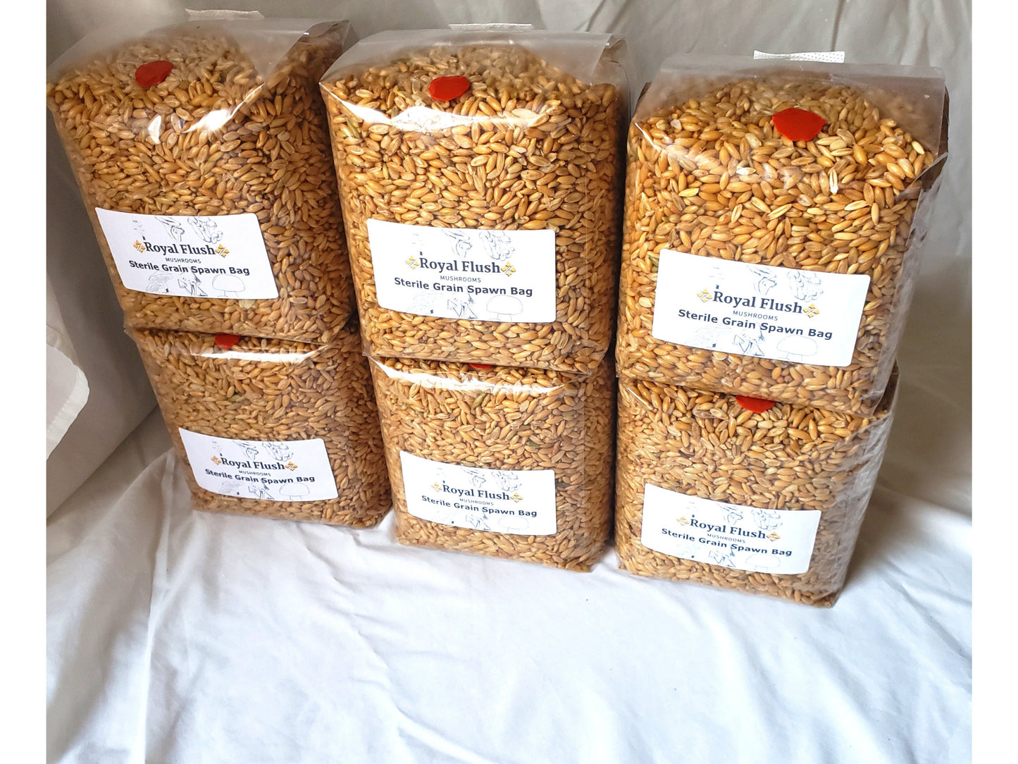 6 Pack of Sterile Grain Spawn Bags with Injection Ports (4lb each bag)