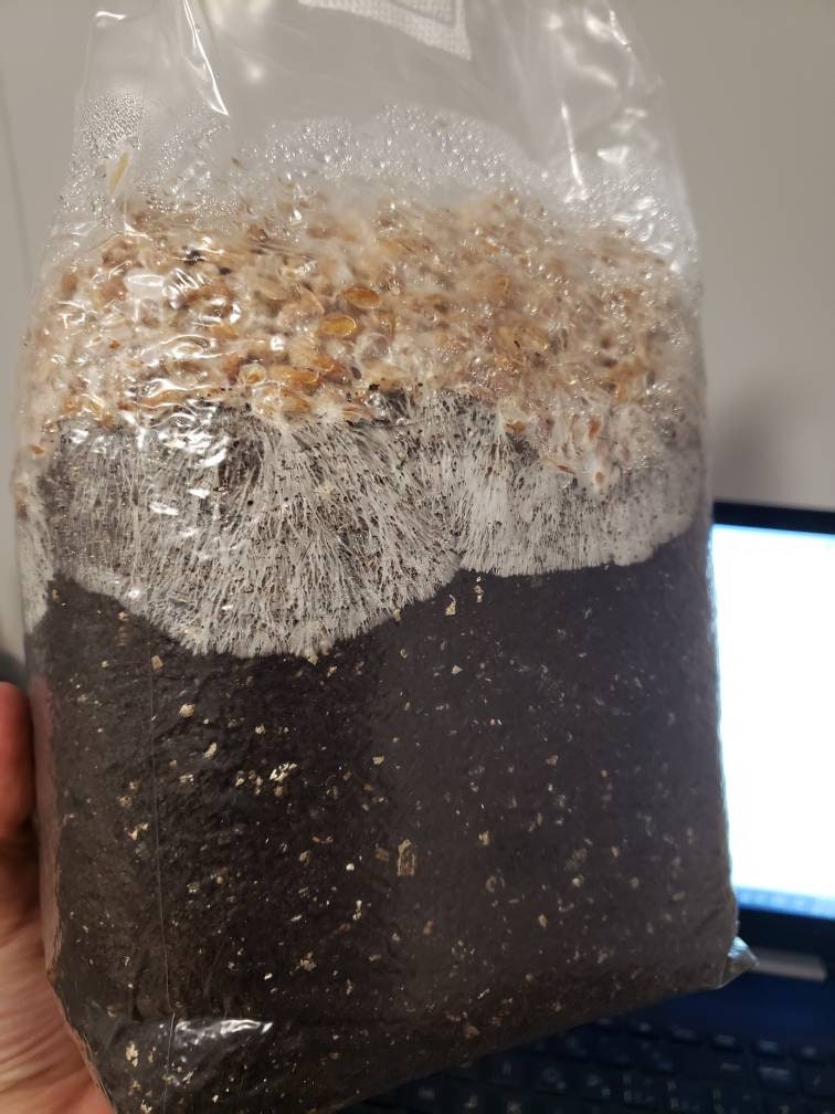 All-In-One Mushroom Grow Bag - Just Add Spores!