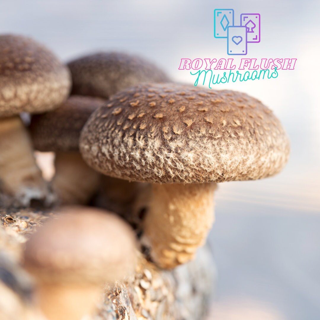 Mushroom Plug Spawn Dowels