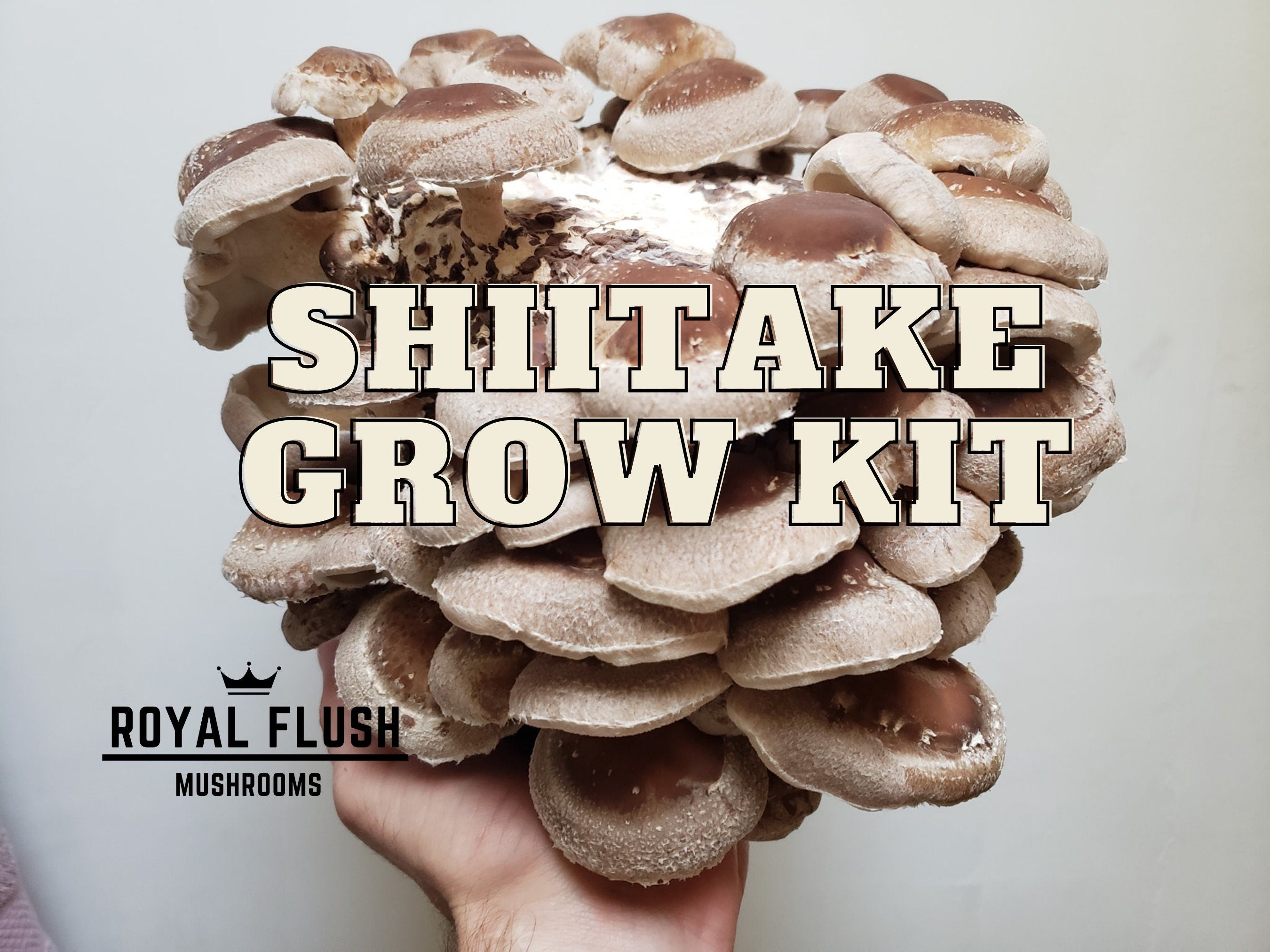Grow Kit - Cogumelo Shitake