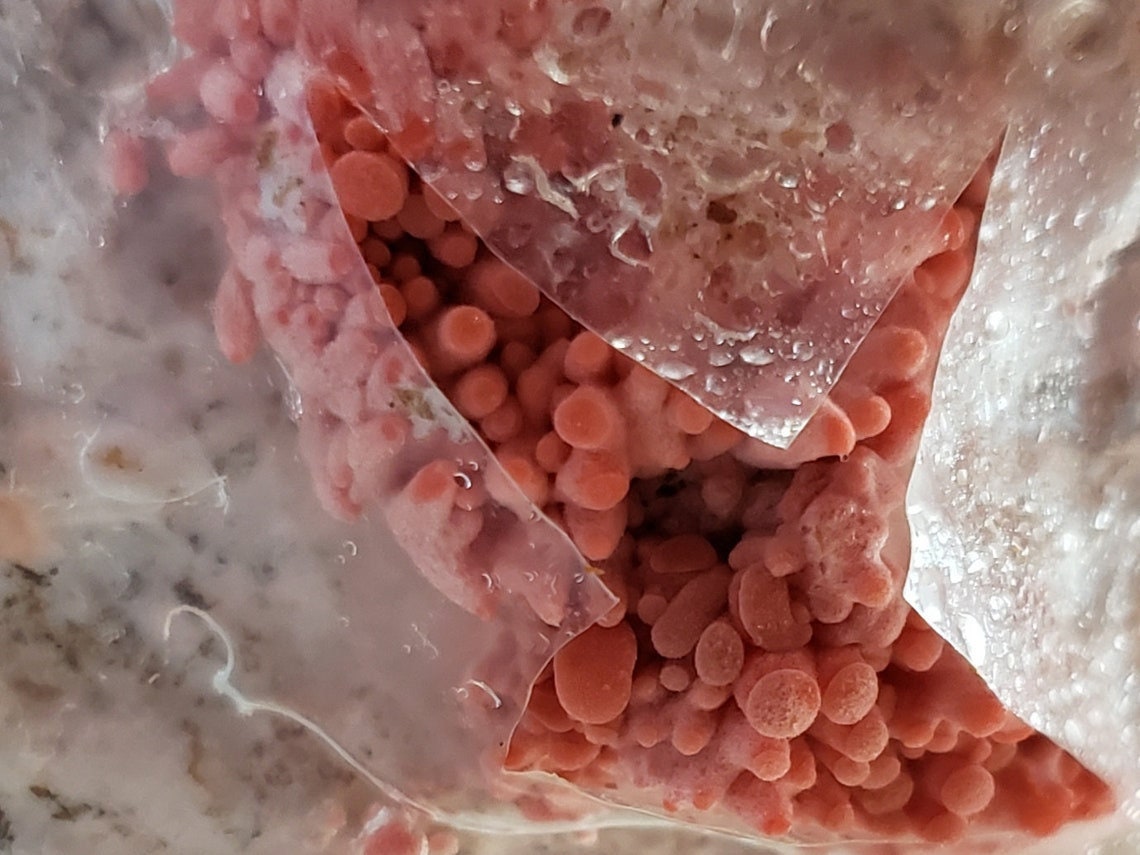 Oyster Mushroom Grow Kit