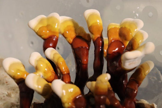 Mushroom Grow Kit- Reishi - Ships Free