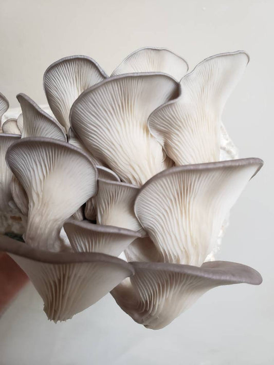 Oyster Mushroom Grow Kit