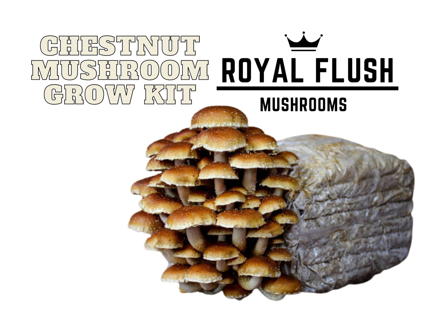Chestnut Mushroom Grow Kit