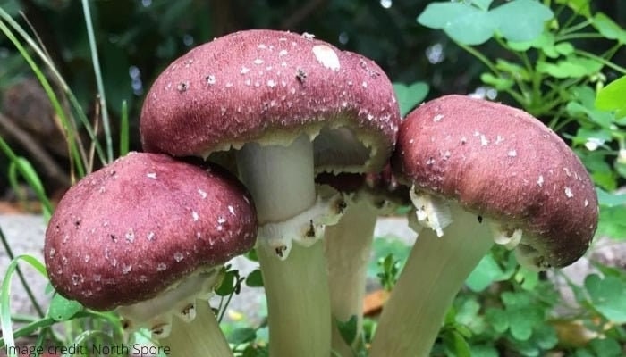 Winecap Garden Grow Kit - 2lb - Easy Outdoor Mushrooms