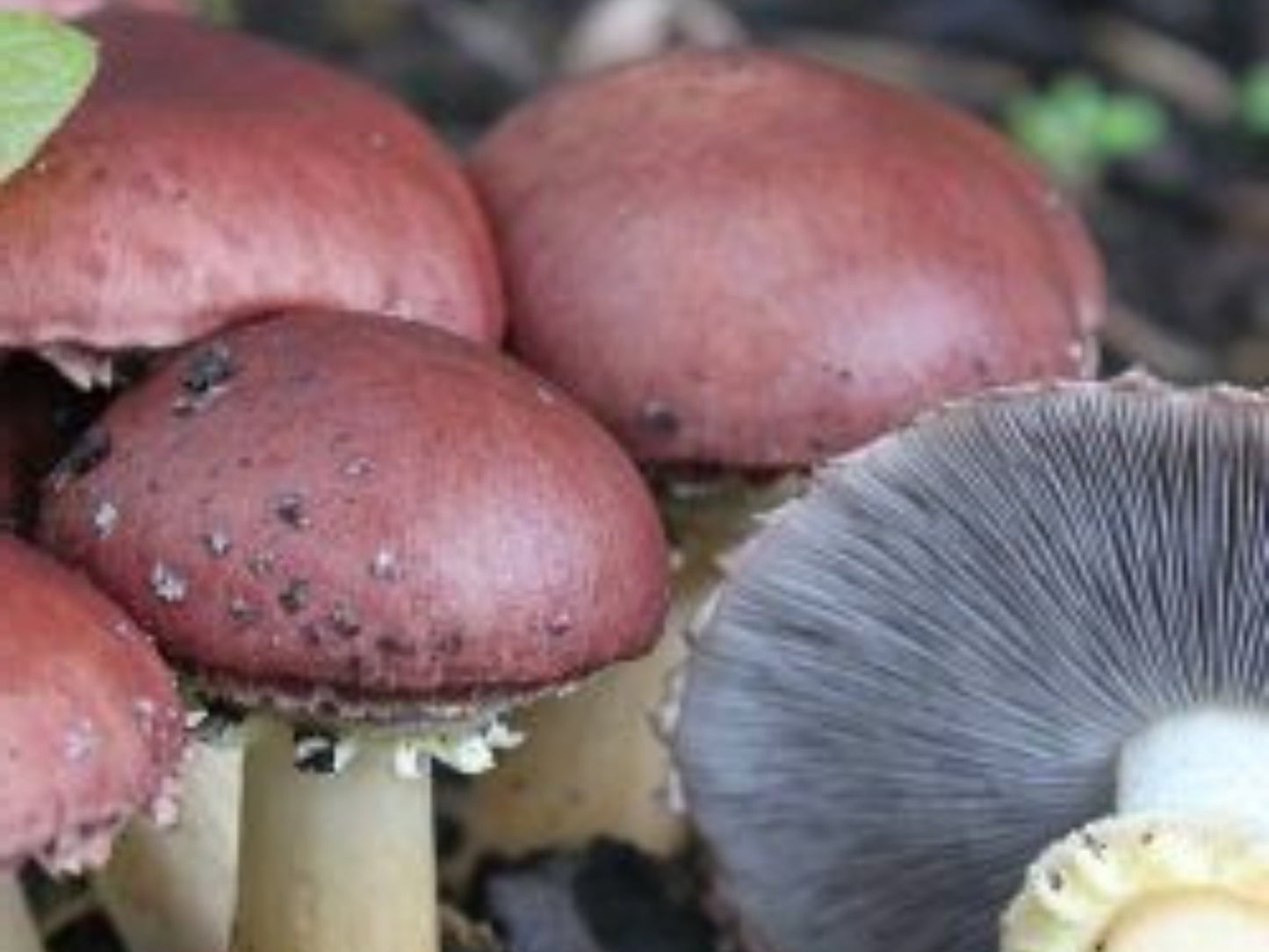 Winecap Garden Grow Kit - 2lb - Easy Outdoor Mushrooms
