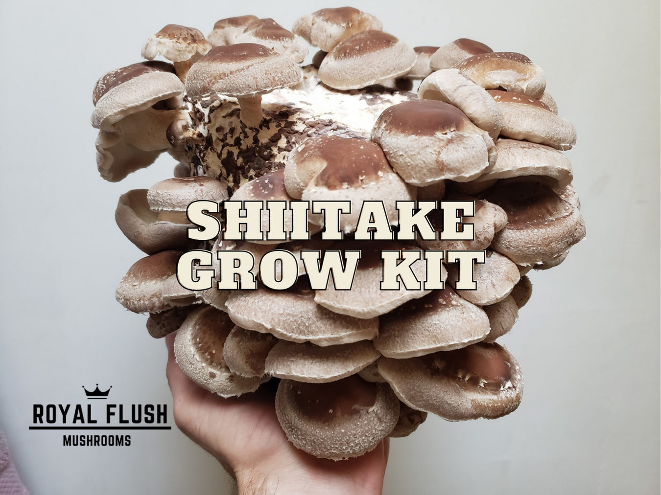 Shitake Mushroom - Andrews Bushey