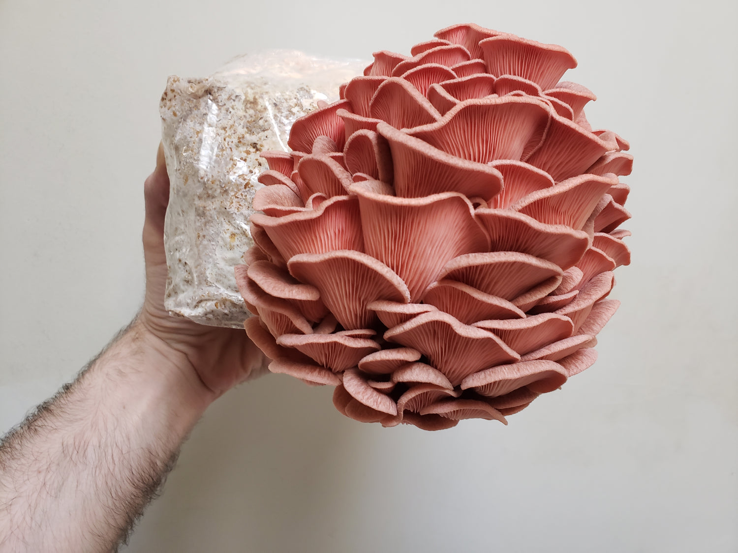Pink Oyster Grow Kit