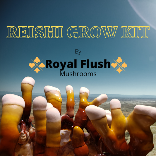 Reishi Grow Kit by Royal Flush Mushrooms