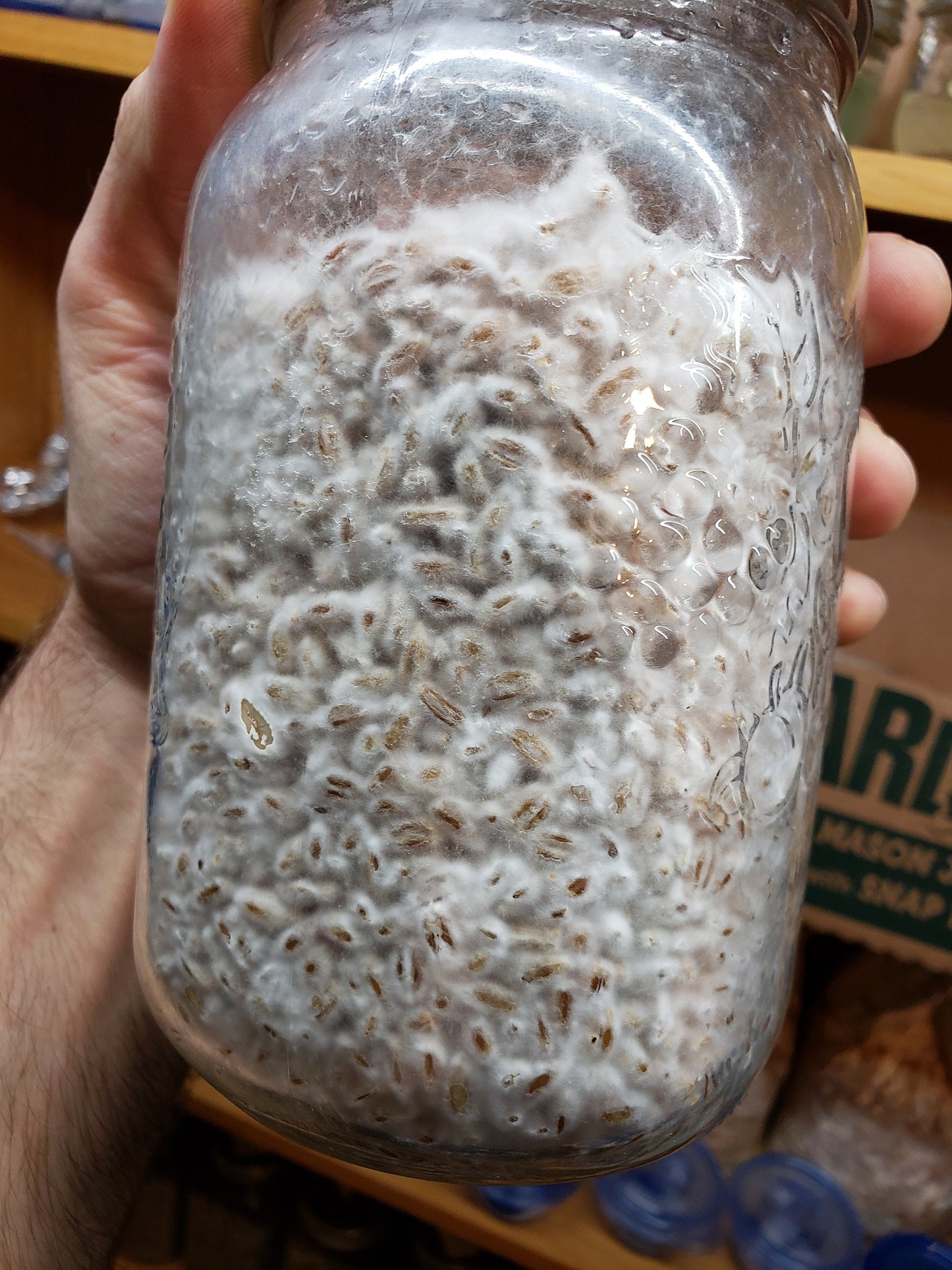 1 Quart of Grain Spawn (1lb.)