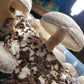 Shiitake Mushroom Home Grow Kit