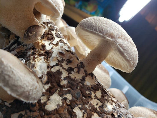 Shiitake Mushroom Home Grow Kit