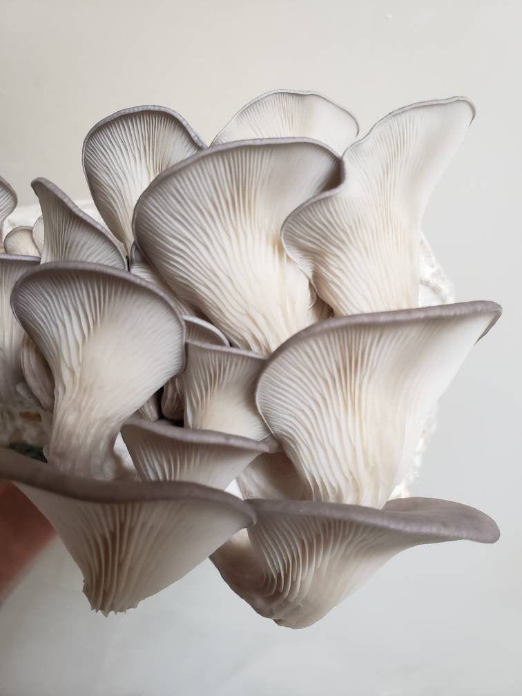 Oyster Mushroom Grow Kit (6+ Varieties)