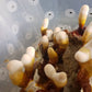 Reishi Grow Kit (Ganoderma lucidum)