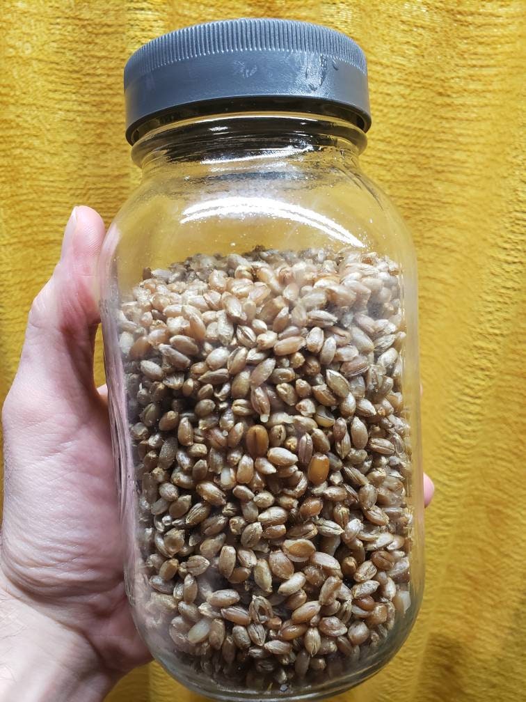 Grain Spawn Jar- With Injection Port