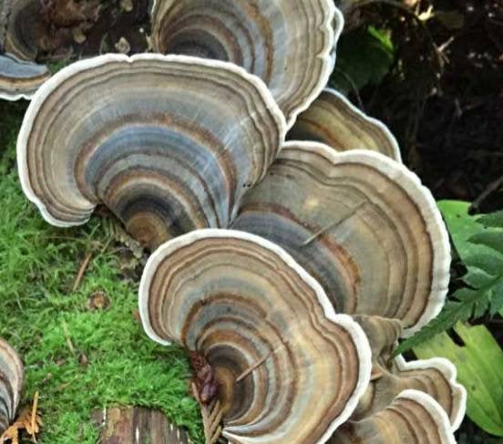 Turkey Tail Mushroom Grow Kit