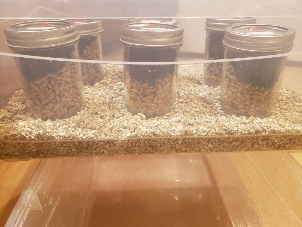 Complete Fruiting Chamber with 6 PF TEK Jars, Sprayer and Vermiculite