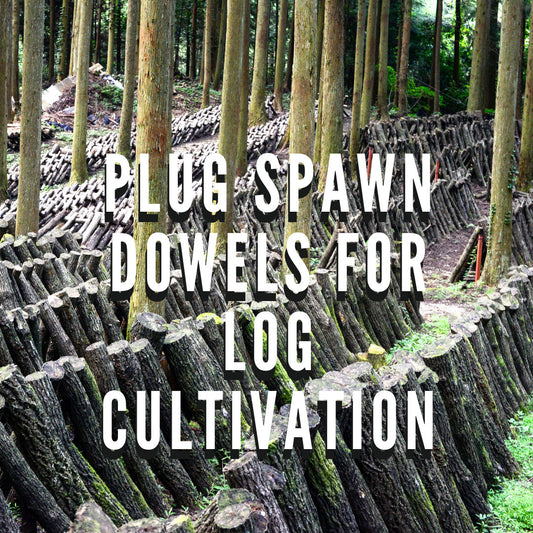 Mushroom Plug Spawn Dowels