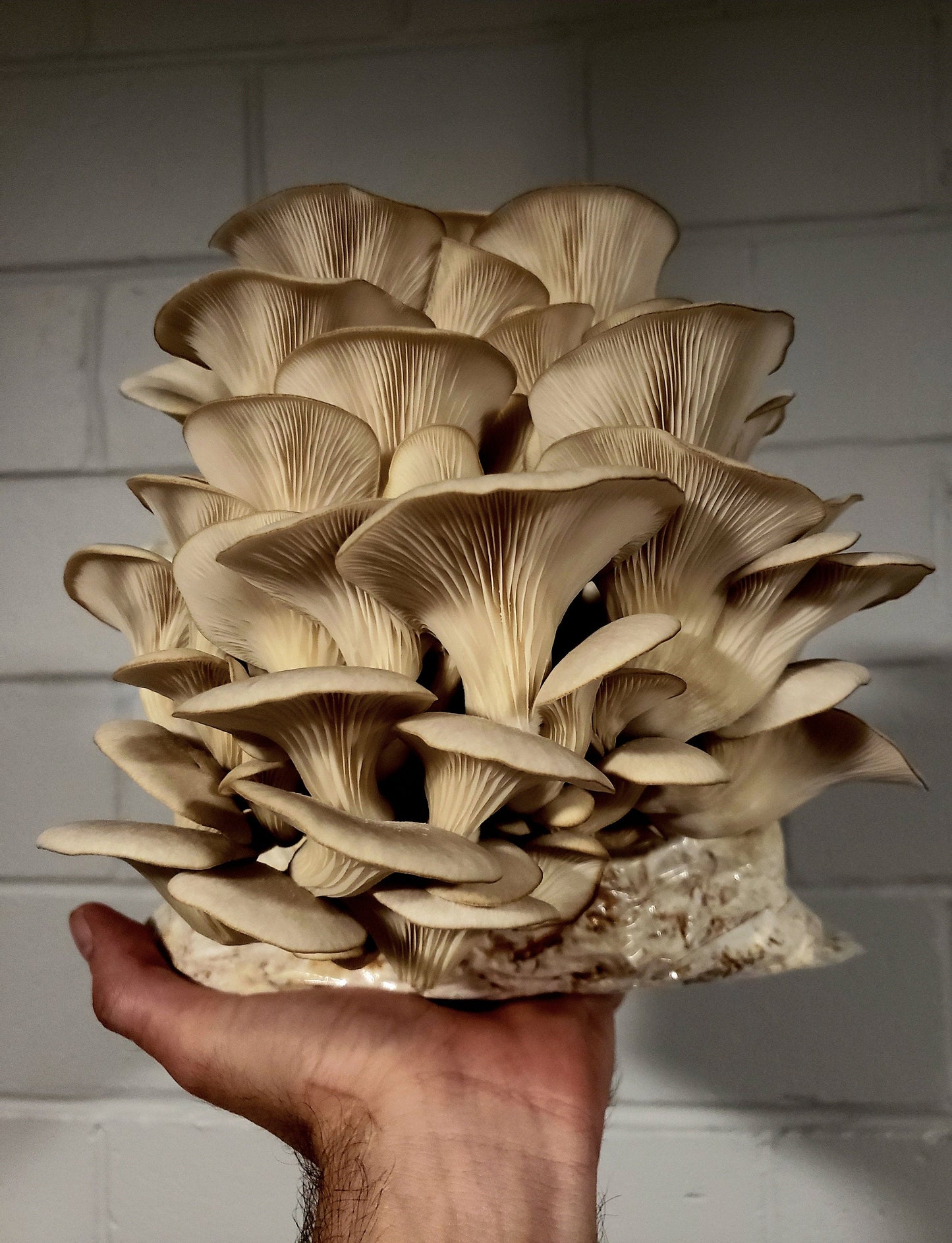 Oyster Mushroom Grow Kit (6+ Varieties)