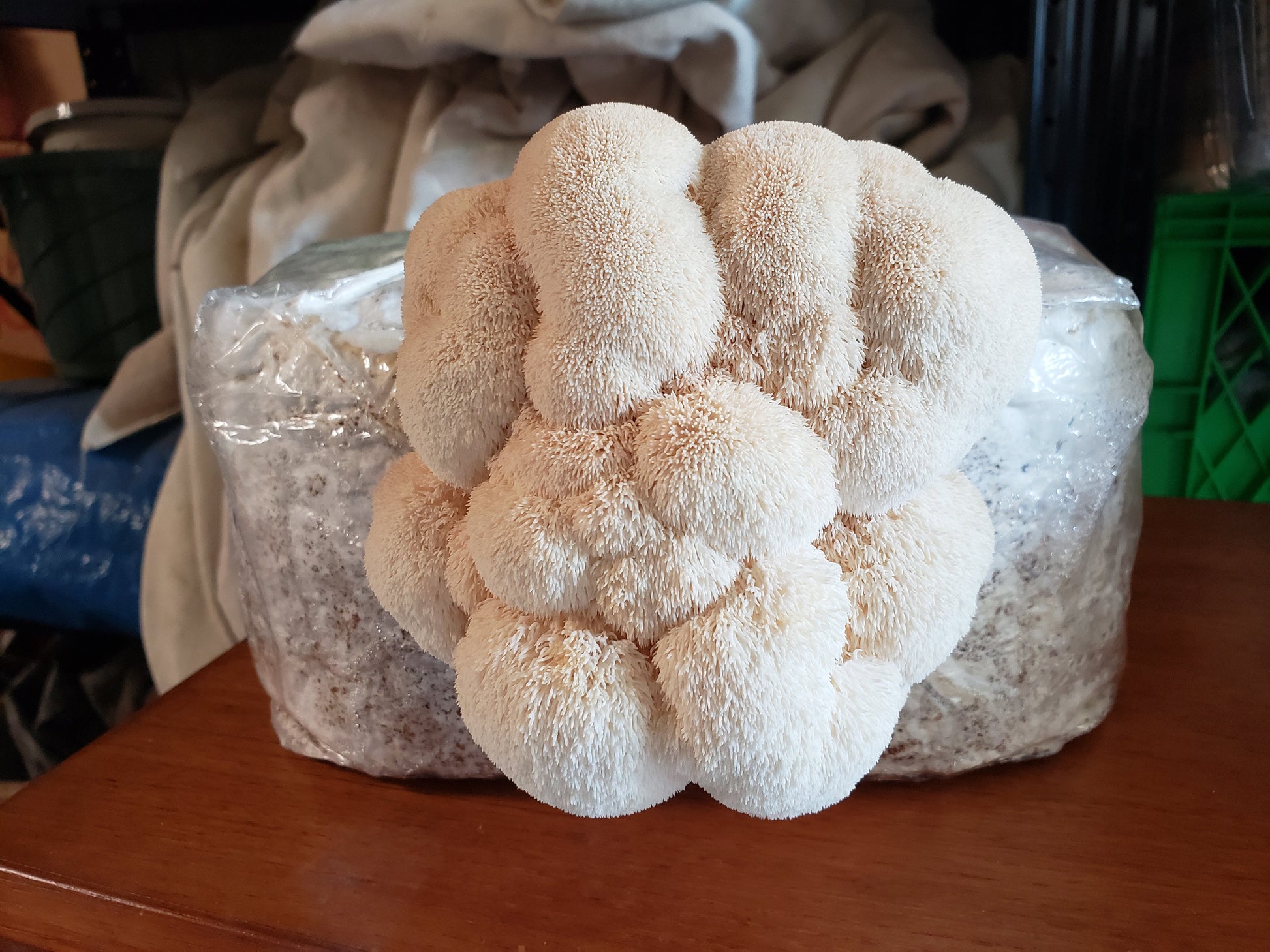 Lion's Mane « Mushroom Growing Kit – Les 400 Pieds de Champignon