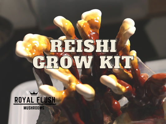 Reishi Grow Kit (Ganoderma lucidum)