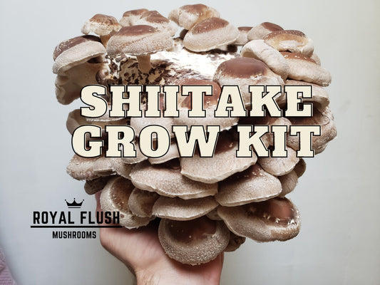 Shiitake Mushroom Home Grow Kit